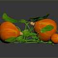 Vine Plant Growing with Small Orange Fruits and Fresh Green Leaves on Dark Background