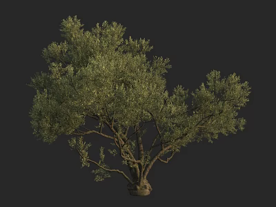Lush Green Arbor With Dense Foliage Strong Trunk And Spreading Branches 3d model