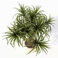 Elegant Bonsai Plant With Slender Leaves In Striped Light Colored Pot