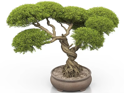 Lush Green Bonsai Tree with Twisted Trunk and Exposed Roots in Brown Ceramic Pot 3d model