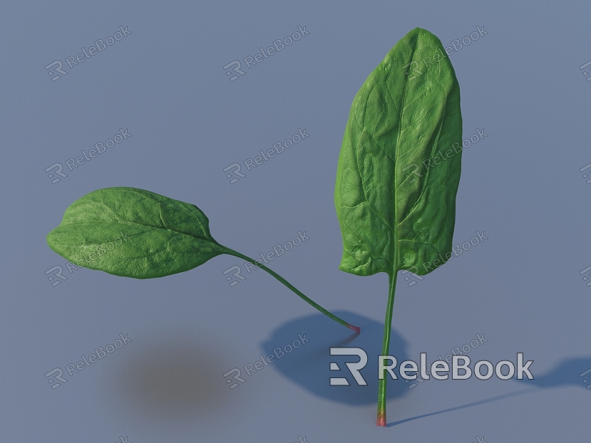 vegetable leaf food model