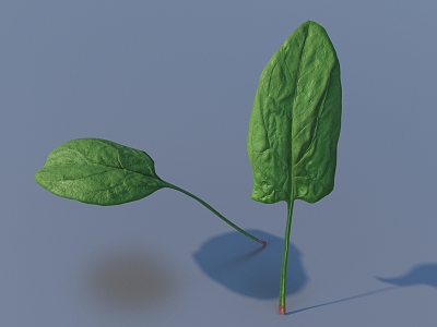 vegetable leaf food model