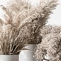 Three White Vases With Dried Pampas Grass And Light Colored Flowers On White Background