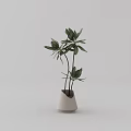 Bonsai Potted Plant in White Vase with Green Leaves and Simple Design