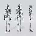 Anatomical Human Skeleton Models Medical Device for Education with Front Back Side Views 3d model