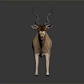 Antelope With Curved Horns Light Brown And White Coat Standing On Dark Background Showing Reflection