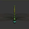 Green Headed Dragonfly With Yellow Green Striped Body And Transparent Wings On Dark Background