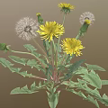 Dandelion Plant with Yellow Flowers White Fluffy Seed Heads and Green Leaves