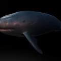Large Dark Whale Swimming Gracefully In Deep Ocean Water