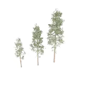 Decorative Ornament Set Featuring Various Pine Tree Models Different Sizes Natural Appearance
