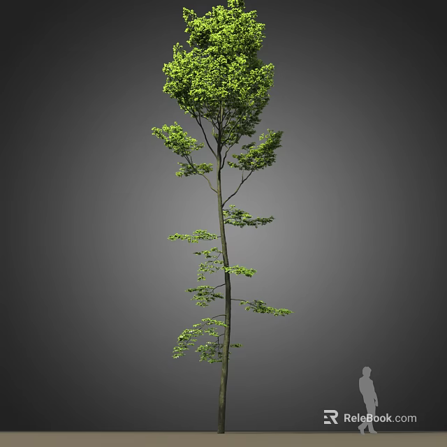 Tall Green Leafy Tree With Slender Trunk And Human Figure For Scale 3d model 