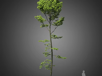 Tall Green Leafy Tree With Slender Trunk And Human Figure For Scale 3d model