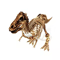 Detailed Dinosaur Skeleton Fossil With Prehistoric Bone Structure And Lifelike Anatomical