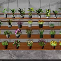 Indoor Potted Plants Display On Wooden Shelf With Multiple Layers And Colorful Flowers