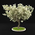 Tall Arbor with Abundant White Flowers Thick Trunk and Lush Green Grass Around Base