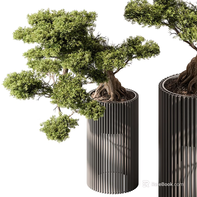 Modern Bonsai Trees In Black Cylindrical Metal Planters With Lush Green Foliage And Exposed Roots 3d model 