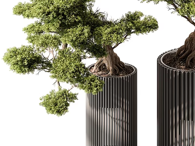 Modern Bonsai Trees In Black Cylindrical Metal Planters With Lush Green Foliage And Exposed Roots 3d model
