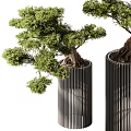 Modern Bonsai Trees In Black Cylindrical Metal Planters With Lush Green Foliage And Exposed Roots