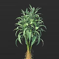 Bonsai Potted Plant With Long Green Leaves Stems And Visible Roots