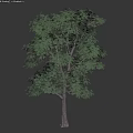 Lush Green Shrub With Dense Foliage In Natural Growth Outdoor Setting