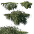 Various Green Shrubs With Lush Dense Foliage For Garden Landscape Design