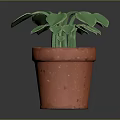 Fresh Green Leafy Plant Growing in Red Terracotta Pot with Healthy Leaves