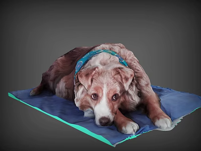 Brown And White Reptile Lying On Blue Mat With Blue Collar 3d model