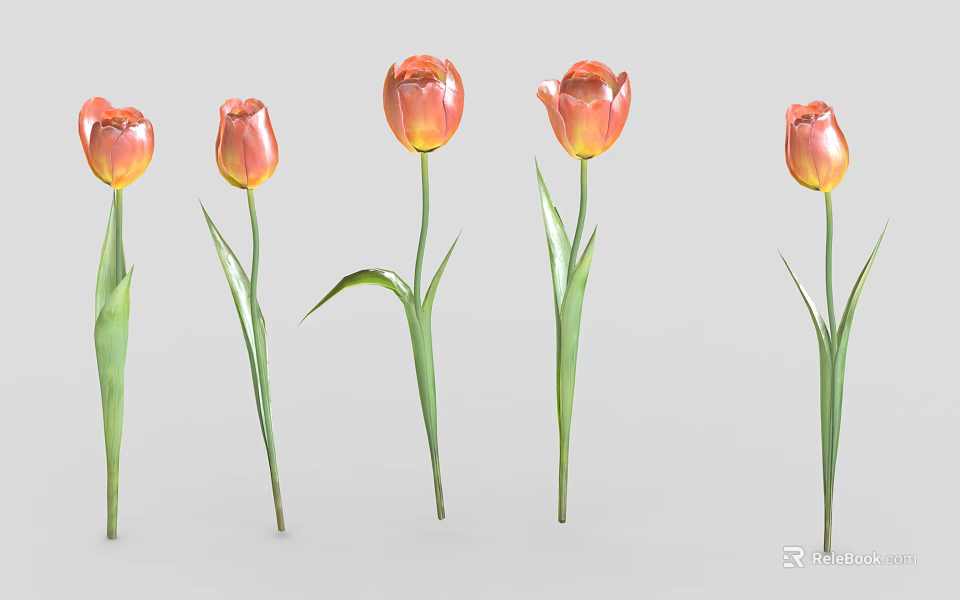 Five Orange Red Blooming Tulips With Green Stems And Leaves 3d model 