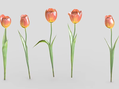 Five Orange Red Blooming Tulips With Green Stems And Leaves 3d model