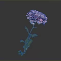 Pink Carnation Flower With Ruffled Petals And Green Stem Leaves