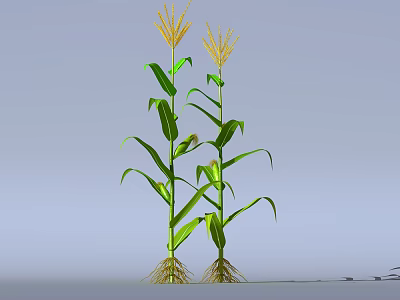 Growing Green Corn Plants With Yellow Tassels And Visible Roots On Light Blue Background 3d model