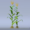 Growing Green Corn Plants With Yellow Tassels And Visible Roots On Light Blue Background