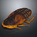 Detailed Brown Cockroach With Exoskeleton And Long Legs On Dark Background