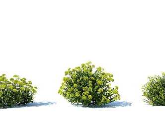 Modern shrub plant landscape 3d model