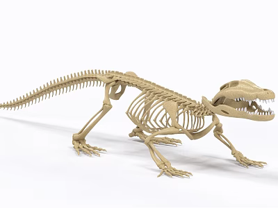 Detailed Reptile Skeleton In Standing Posture With Extended Limbs And Long Tail 3d model