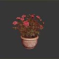 Potted Pink Rose Plant with Green Leaves and Blooming Pink Flowers in Decorative Ceramic Pot