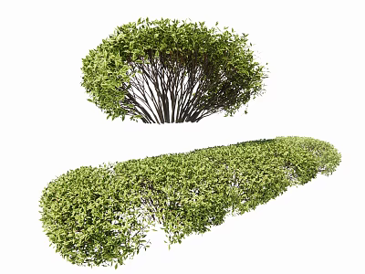 Green Pruned Garden Shrubs With Round And Long Shapes For Landscaping Design 3d model