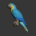 Vibrant Blue And Yellow Macaw Parrot Perched On A Wooden Branch