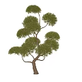 arbor modeling tree 3d model