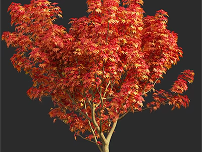 Vibrant Deciduous Tree With Red And Orange Foliage And Lush Canopy 3d model
