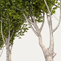 Three Arbor Trees Featuring Lush Green Foliage And Straight Trunks 3d model