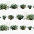 Various Types Of Green Decorative Grass Clumps In Different Sizes For Landscaping