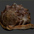 Conch Spiral Shell With Colorful Brown And Orange Patterns Marine Aquatic Animal