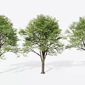 Three Arbor Trees with Lush Green Foliage and Straight Brown Trunks 3d model