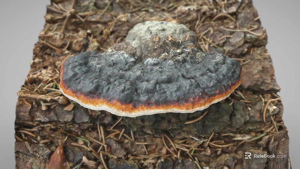 Tree Stump With Black Orange Edged Fungi Growth On Natural Wood Surface 3d model 