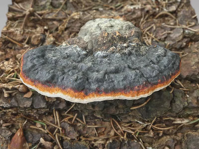 Tree Stump With Black Orange Edged Fungi Growth On Natural Wood Surface 3d model
