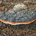 Tree Stump With Black Orange Edged Fungi Growth On Natural Wood Surface