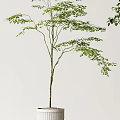 Indoor Potted Plants with Green Foliage and Different Tree Shapes in White Striped Pots