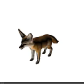 Fennec Fox With Large Ears And Tan Fur Standing Isolated On White Background
