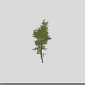 Tall Arbor With Lush Green Foliage Straight Trunk And Human Silhouette For Scale Against Dark Backdrop
